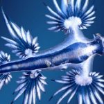 На Пхукете появились опас­ные морс­кие существа 