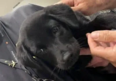 Эгоизм на высоте: турист бросил щенка в аэропорту