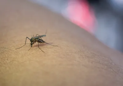 Опасности тропиков: Как лихорадка денге подстерегает туристов на Шри-Ланке