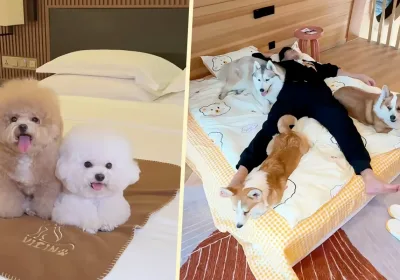 Уникальное предложение: Номер с собакой-компаньоном в Китае