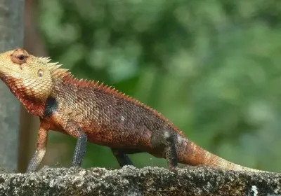 Российские туристы: год борьбы за свободу на Шри-Ланке