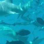 Как Безопасно Плавать с Акулами-Няньками: Полезные Советы для Туристов