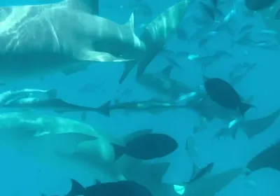 Как Безопасно Плавать с Акулами-Няньками: Полезные Советы для Туристов