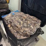 Необычный инцидент в аэропорту: пассажир с чемоданом хвостов куниц