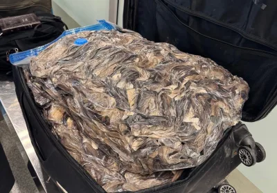 Необычный инцидент в аэропорту: пассажир с чемоданом хвостов куниц