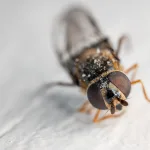 Тревожные отзывы: клопы в четырехзвездочном отеле Египта