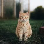 Героизм пушистого спасителя: как кошка защитила семью туристов на Бали