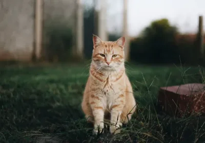 Героизм пушистого спасителя: как кошка защитила семью туристов на Бали