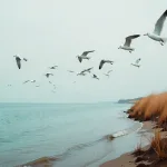 Компенсация за нападение птиц на курорте: возможно ли это?