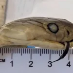 Российская туристка столкнулась с проблемами из-за «змеиного вина» из Вьетнама