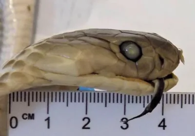 Российская туристка столкнулась с проблемами из-за «змеиного вина» из Вьетнама