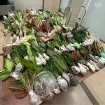 Туристки из Таиланда попытались ввезти в Россию запрещенные растения