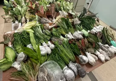 Туристки из Таиланда попытались ввезти в Россию запрещенные растения