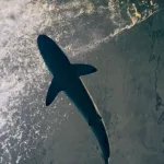 Акула в Египте: что говорят туристы о закрытии пляжей