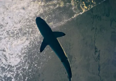 Акула в Египте: что говорят туристы о закрытии пляжей