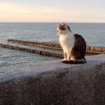 Калининград и Дубай: Новый прямой рейс для туристов