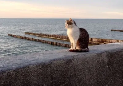 Калининград и Дубай: Новый прямой рейс для туристов