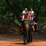 Запрет на «слоновий туризм»: где еще можно покататься на слонах?