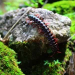 Посольство России во Вьетнаме: Как защититься от опасных насекомых и медуз