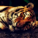 Трагедия в Тайланде: Более 70 тигров погибли в зоопарке Tiger Kingdom