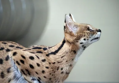 Необычная попытка контрабанды: россиянка перекрасила сервала и пыталась вывезти его в Мексику