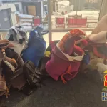 Необычные аниматоры в Шерегеше: как лошадь и зебра столкнулись с законом