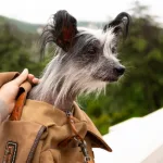 Неожиданная покупка в поезде: как переноска для животного может ударить по карману