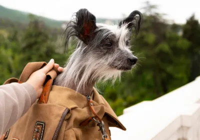 Неожиданная покупка в поезде: как переноска для животного может ударить по карману