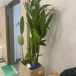 Саженец из Вьетнама: Как туристы столкнулись с проблемами в аэропорту Красноярска