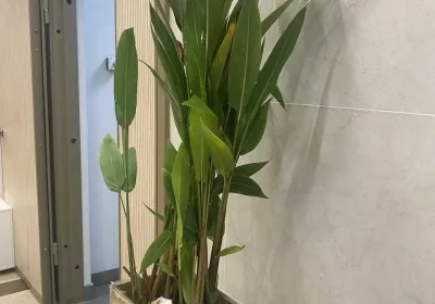 Саженец из Вьетнама: Как туристы столкнулись с проблемами в аэропорту Красноярска