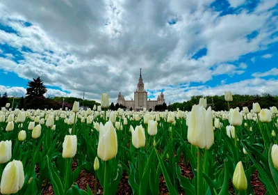 Цветочный туризм: Как природа привлекает туристов