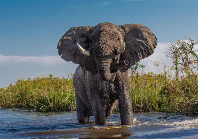 Трагедия в сафари-парке: слон убивает владельца во время экскурсии