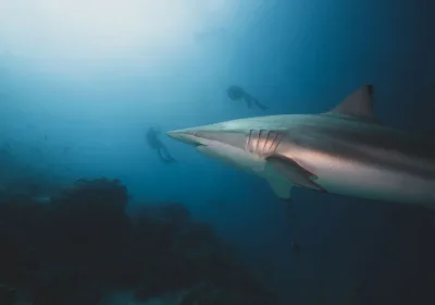 Трагический инцидент с акулой на Мальдивах: испанский турист пострадал во время отдыха