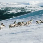 Туристический бум на Чукотке: новые рекорды и изменения в авиаперевозках